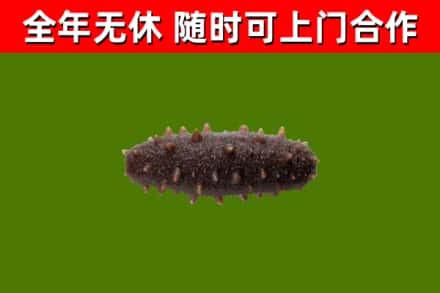 恭城烟酒回收干海参.jpg